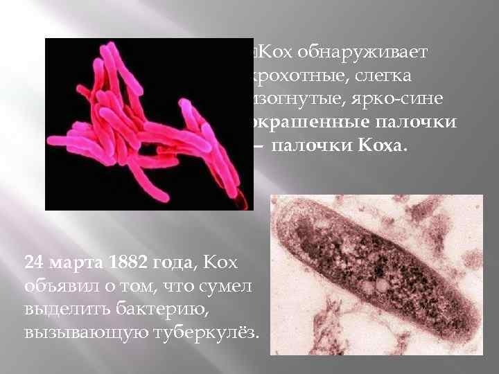 Кох обнаруживает крохотные, слегка изогнутые, ярко-сине окрашенные палочки — палочки Коха. 24 марта