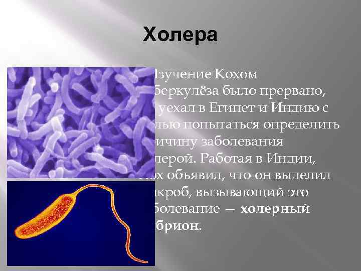 Холера Изучение Кохом туберкулёза было прервано, он уехал в Египет и Индию с целью