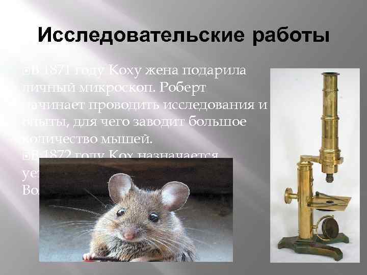 Исследовательские работы В 1871 году Коху жена подарила личный микроскоп. Роберт начинает проводить исследования