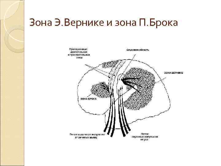 Зона Э. Вернике и зона П. Брока 