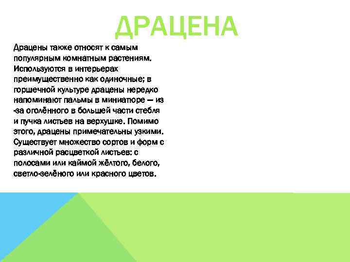 ДРАЦЕНА Драцены также относят к самым популярным комнатным растениям. Используются в интерьерах преимущественно как