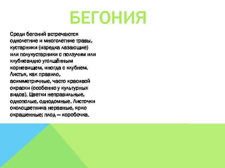 БЕГОНИЯ Среди бегоний встречаются однолетние и многолетние травы, кустарники (изредка лазающие) или полукустарники с
