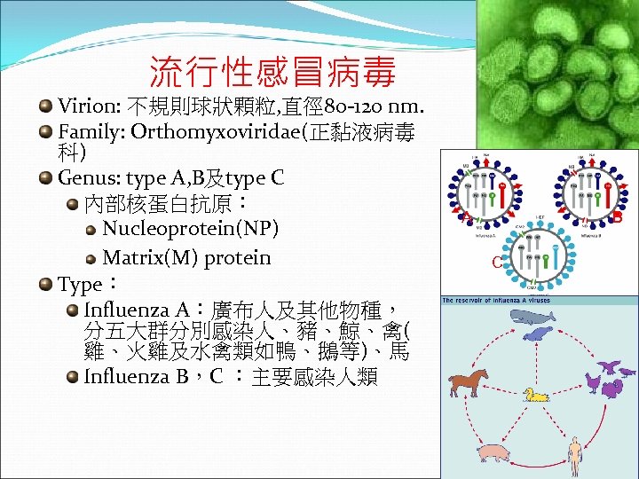 流行性感冒病毒 Virion: 不規則球狀顆粒, 直徑 80 -120 nm. Family: Orthomyxoviridae(正黏液病毒 科) Genus: type A, B及type