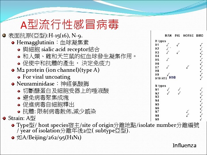 A型流行性感冒病毒 表面抗原(亞型): H-15(16), N-9. Hemagglutinin：血球凝集素 與細胞 sialic acid receptor結合 和人類、雞和天竺鼠的紅血球發生凝集作用。 促使中和抗體的產生， 決定免疫力 M 2