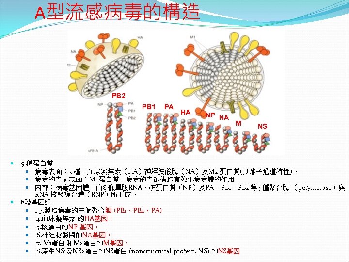 A型流感病毒的構造 PB 2 PB 1 PA HA NP NA M NS 9 種蛋白質 病毒表面：