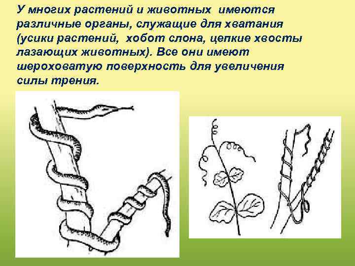 У многих растений и животных имеются различные органы, служащие для хватания (усики растений, хобот