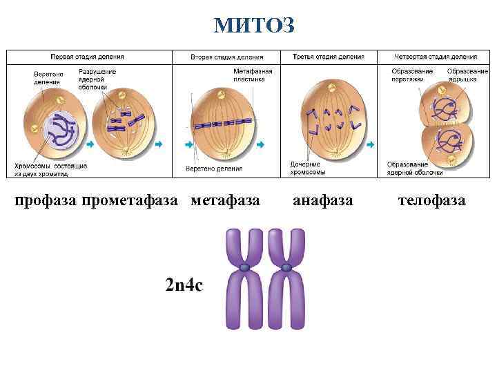 Мейоз анафаза 2 набор хромосом. Профаза метафаза анафаза телофаза набор хромосом. Митоз и митотический цикл клетки. Профаза метафаза анафаза телофаза таблица митоз. Телофаза митоза биология ЕГЭ.