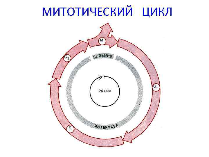 Стадии митотического цикла