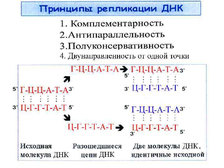 Концы цепей днк. Принципы репликации ДНК комплементарность. Принципы репликации ДНК комплементарность антипараллельность. Строение молекулы ДНК репликация принцип комплементарности. Принцип комплементарности ДНК таблица.