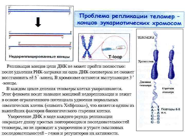 Концы цепей днк