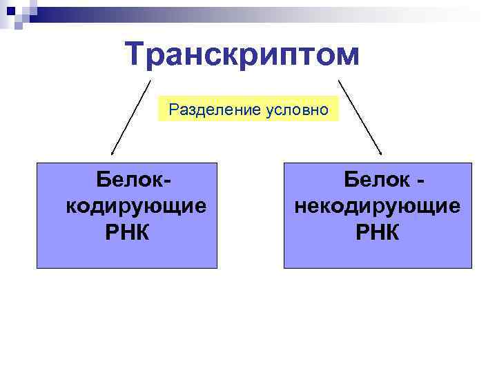 Транскриптом Разделение условно Белоккодирующие РНК Белок некодирующие РНК 