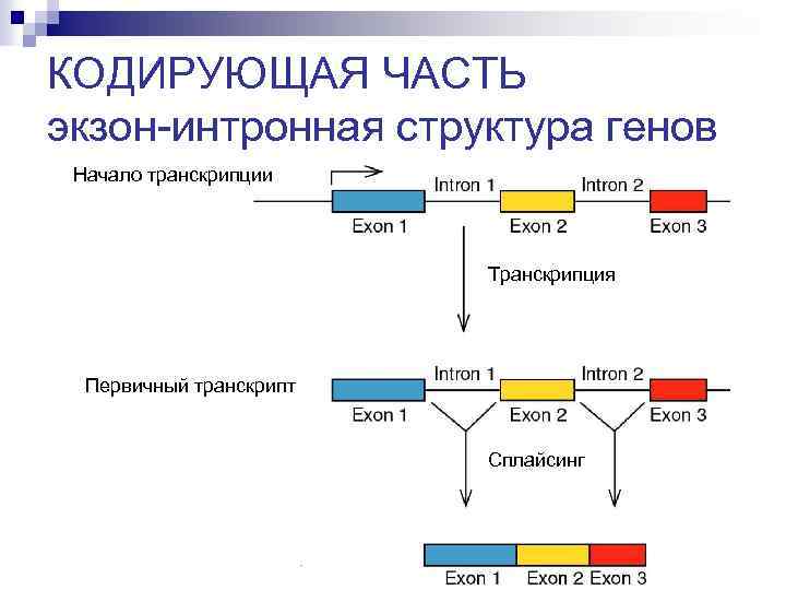 Фрагмент начала гена