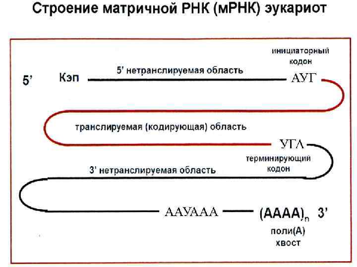 При процессе мрнк эукариот