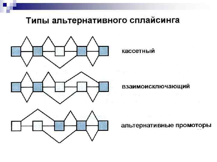 Альтернативный тип. Типы альтернативного сплайсинга. Модели альтернативного сплайсинга. Значение альтернативного сплайсинга. Роль альтернативного сплайсинга.