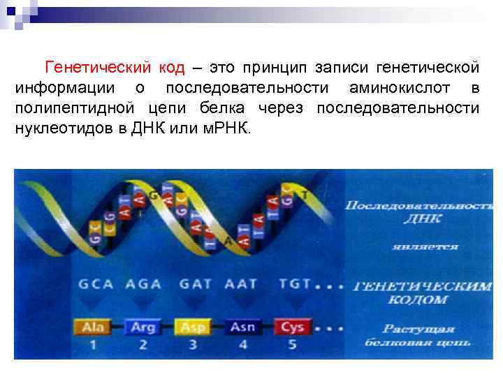 Кто считается открывателем принцип передачи генетической информации изображенного на рисунке