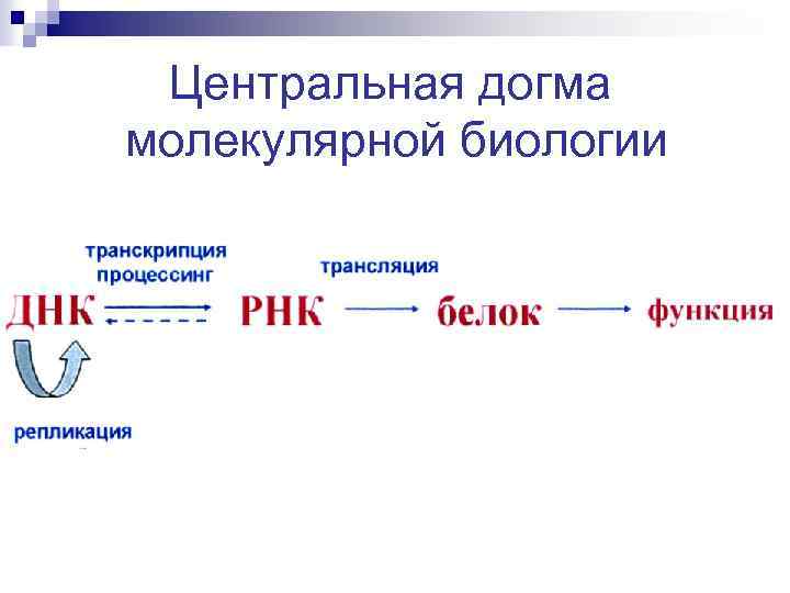 Основная догма молекулярной биологии