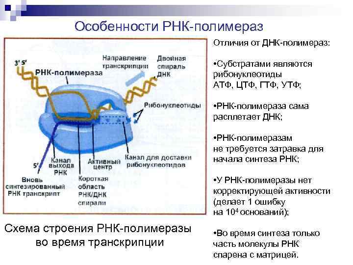 Воздействие рнк полимеразы на нуклеотиды. РНК полимераза 1 функции. Функции РНК полимеразы 1. Характеристика РНК полимераз. РНК полимеразы прокариот.