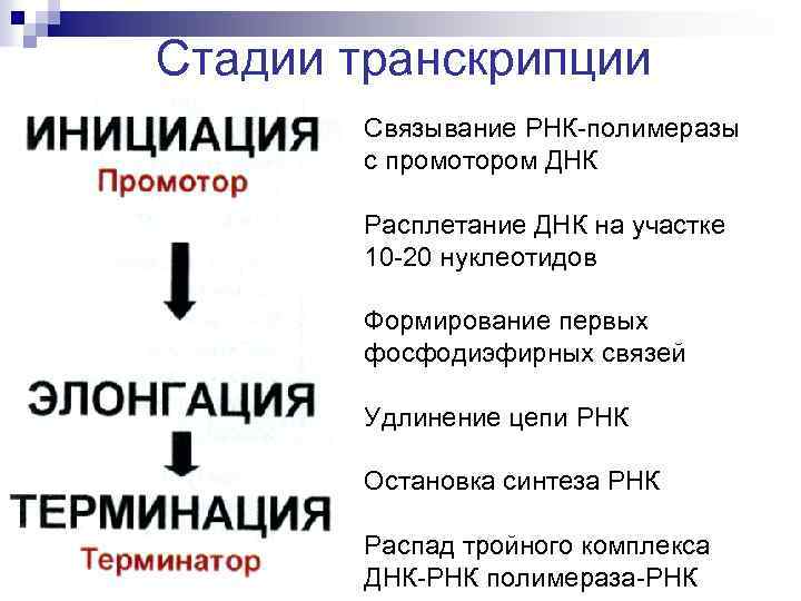 Стадии транскрипции Связывание РНК-полимеразы с промотором ДНК Расплетание ДНК на участке 10 -20 нуклеотидов