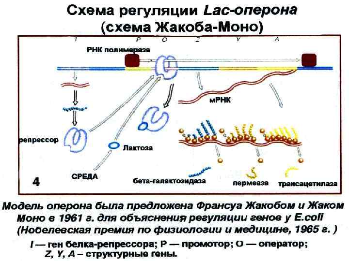 Молекулярные основы наследственности презентация