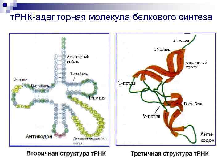 Синтез белков фото