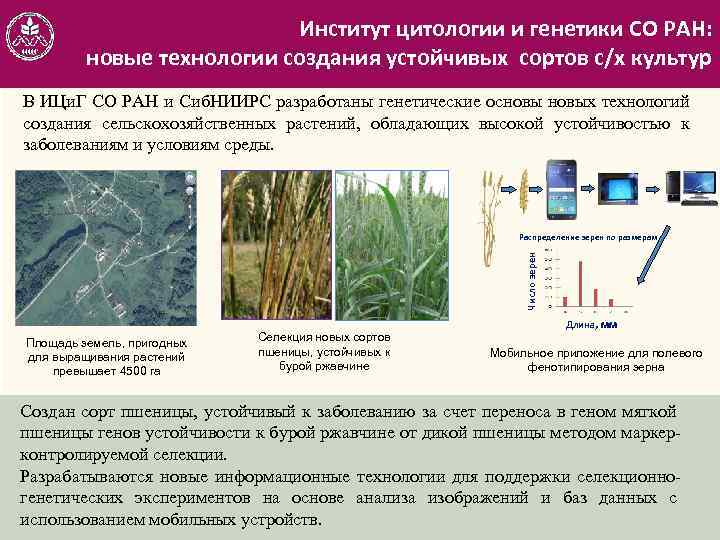 Институт цитологии и генетики СО РАН: новые технологии создания устойчивых сортов с/х культур В