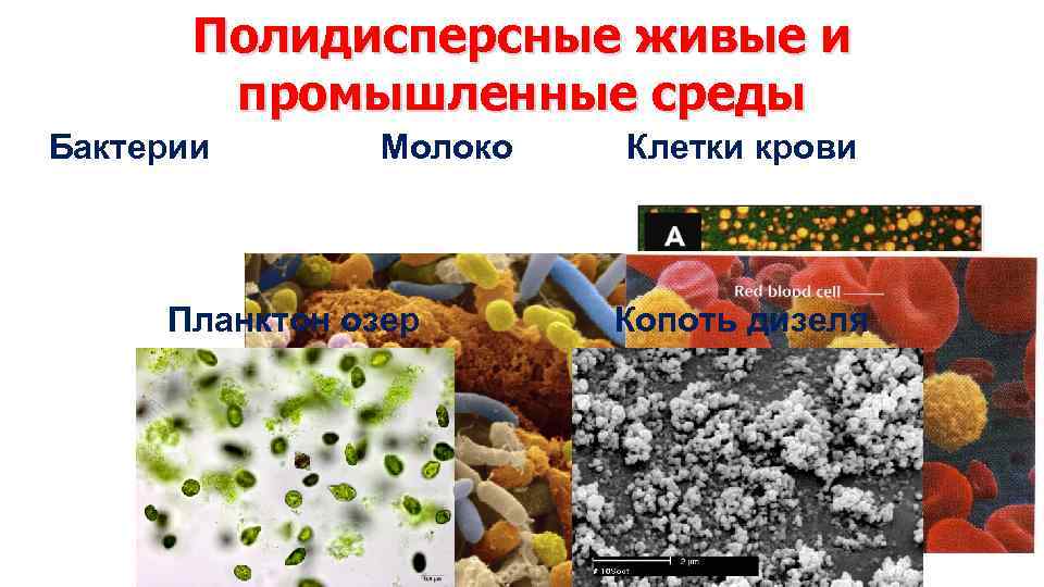 Полидисперсные живые и промышленные среды Бактерии Молоко Планктон озер Клетки крови Копоть дизеля 