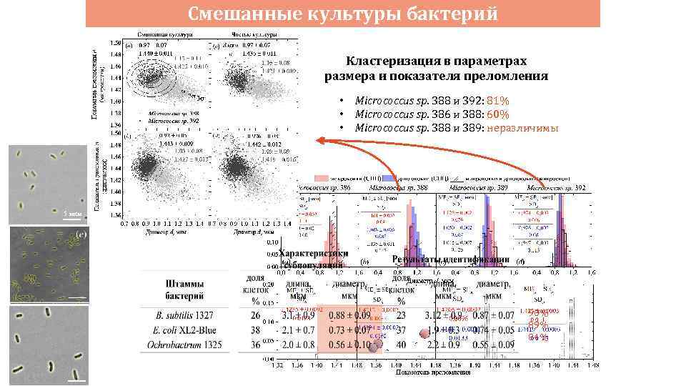 Смешанные культуры бактерий Кластеризация в параметрах размера и показателя преломления • • • Micrococcus