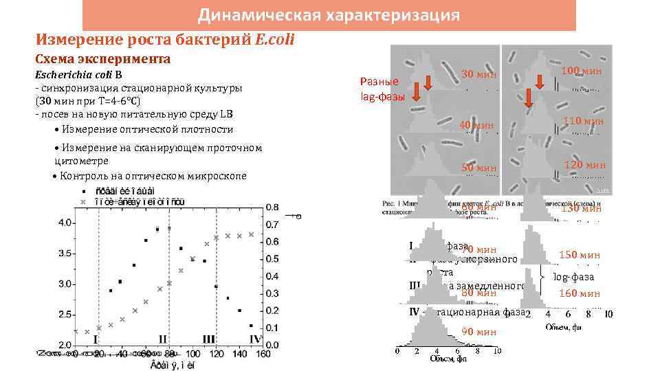 Динамическая характеризация Измерение роста бактерий E. coli Схема эксперимента Escherichia coli B - синхронизация