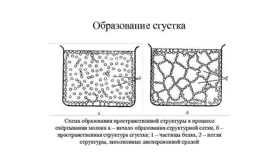 Образование сгустка Схема образования пространственной структуры в процессе свёртывания молока а – начало образования