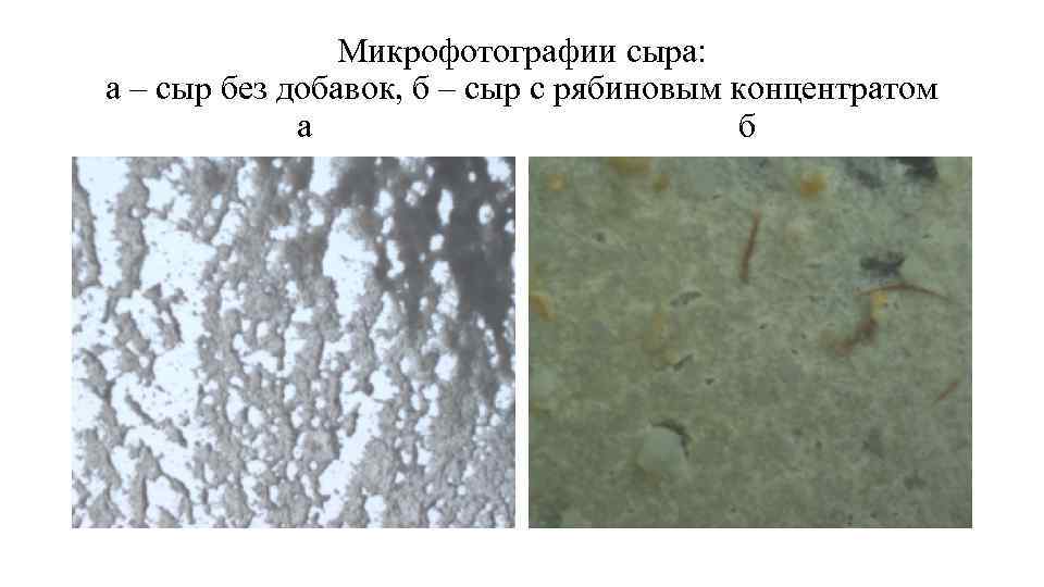 Микрофотографии сыра: а – сыр без добавок, б – сыр с рябиновым концентратом а