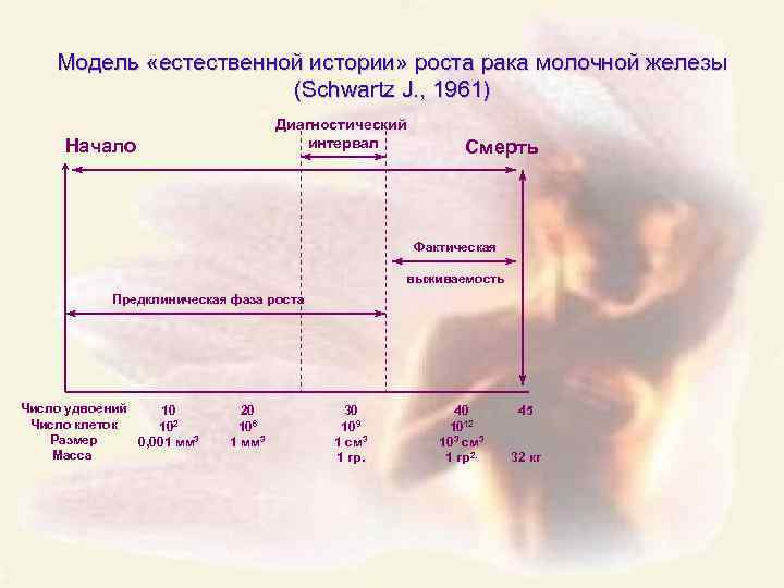 Модель «естественной истории» роста рака молочной железы (Schwartz J. , 1961) Диагностический интервал Начало