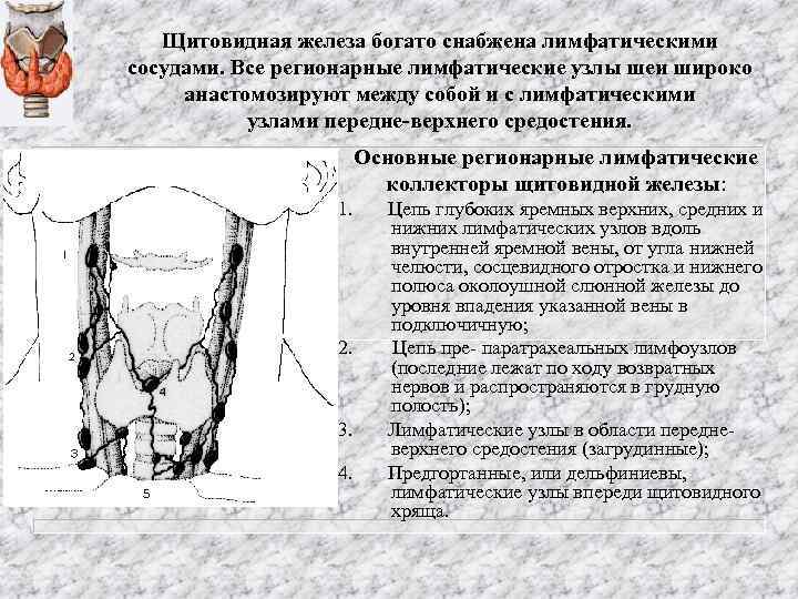 Щитовидная железа богато снабжена лимфатическими сосудами. Все регионарные лимфатические узлы шеи широко анастомозируют между
