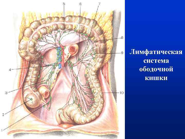 В лимфатическую систему из стенки кишечника диффундируют