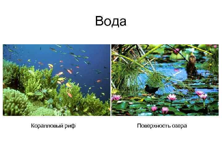 Вода Коралловый риф Поверхность озера 