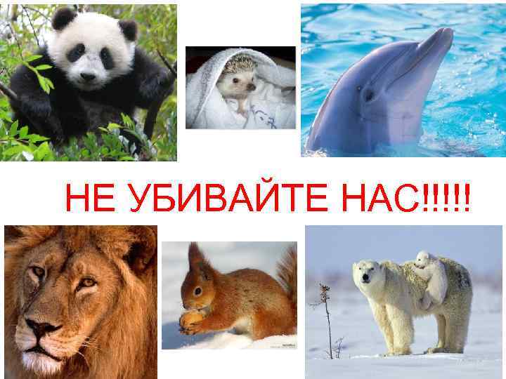 НЕ УБИВАЙТЕ НАС!!!!! 