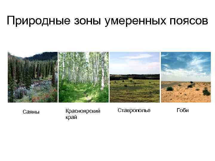 Природная зона является. Природные зоны Красноярского. Природные зоны умеренных поясов. Природные зоны в Красноярском крае. Природные зоны умеренного пояса России.