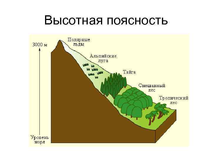 Высотная поясность 