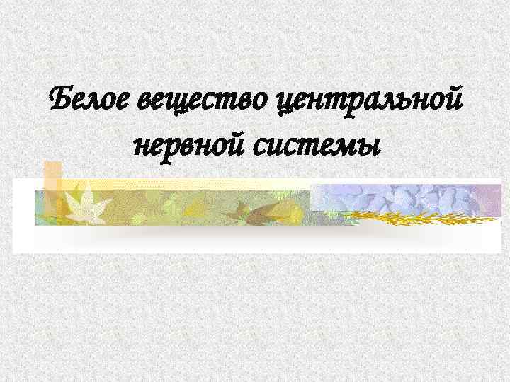 Белое вещество центральной нервной системы 
