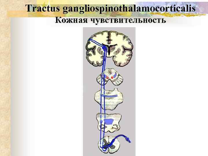 Tractus gangliospinothalamocorticalis схема