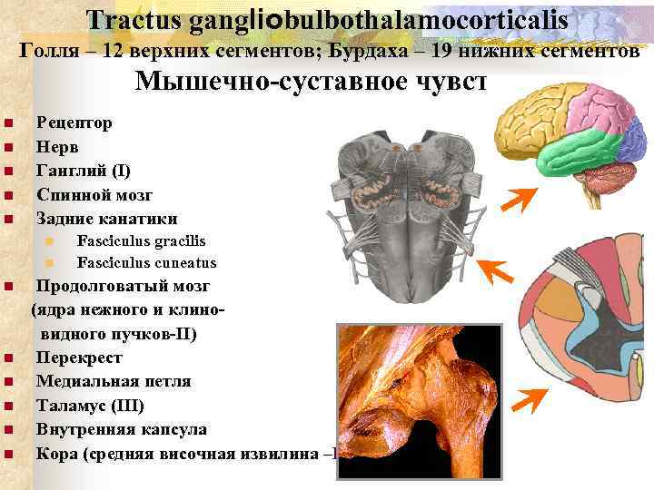 Tractus gangliobulbothalamocorticalis Голля – 12 верхних сегментов; Бурдаха – 19 нижних сегментов Мышечно-суставное чувство