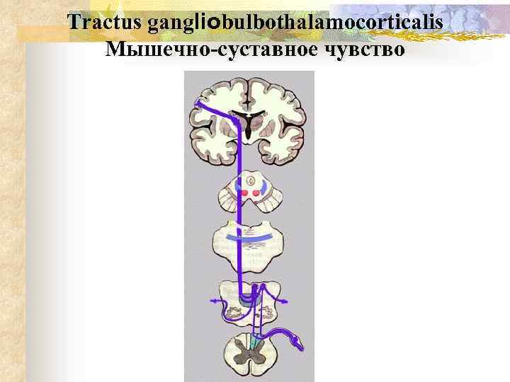 Tractus gangliospinothalamocorticalis схема