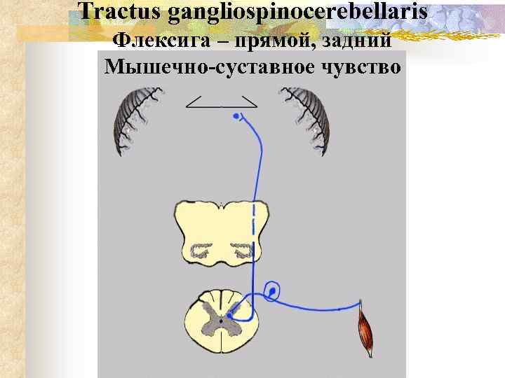 Tractus gangliospinocerebellaris Флексига – прямой, задний Мышечно-суставное чувство 