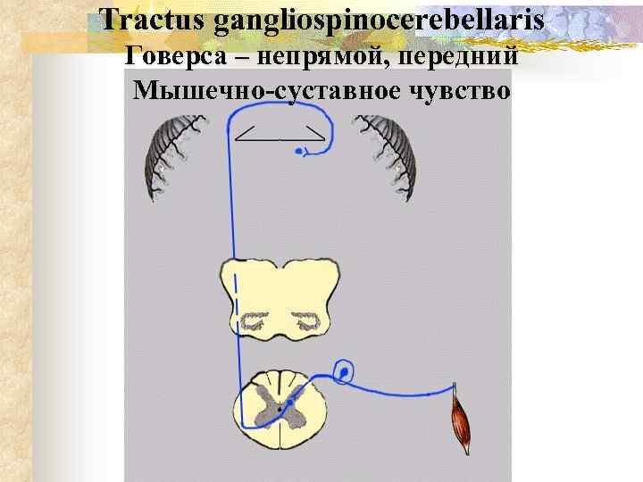 Tractus gangliospinocerebellaris Говерса – непрямой, передний Мышечно-суставное чувство 