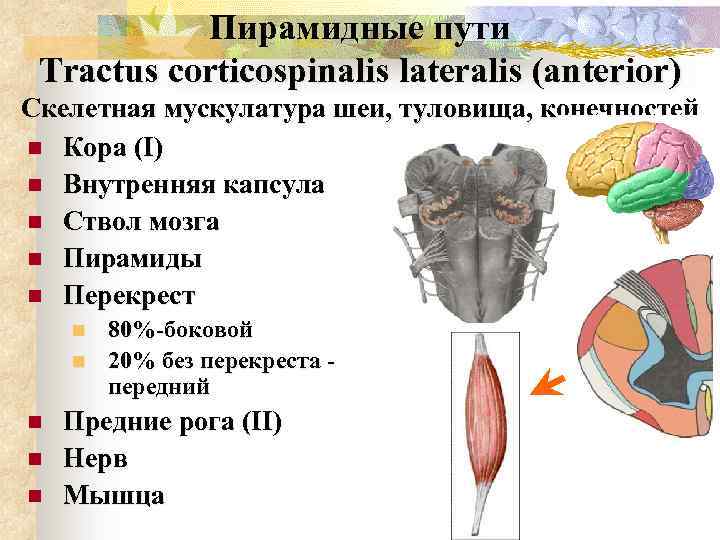 Пирамидные пути Tractus corticospinalis lateralis (anterior) Скелетная мускулатура шеи, туловища, конечностей n Кора (I)