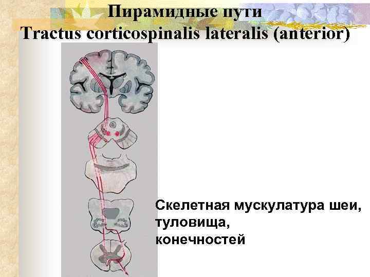 Пирамидный путь рисунок