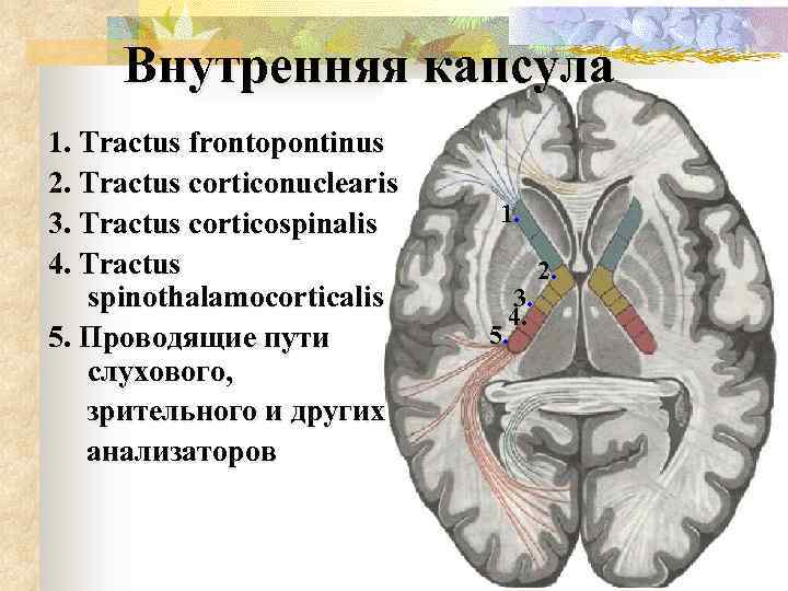 Внутренняя капсула 1. Tractus frontopontinus 2. Tractus corticonuclearis 3. Tractus corticospinalis 4. Tractus spinothalamocorticalis