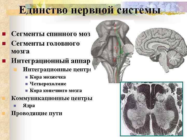 Единство нервной системы n n n Сегменты спинного мозга Сегменты головного мозга Интеграционный аппарат