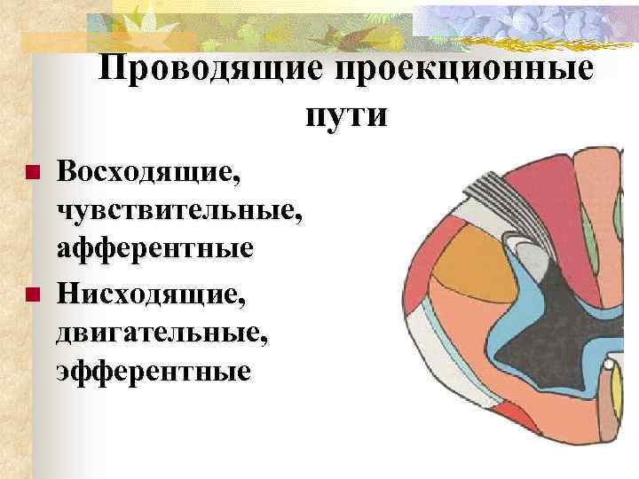 Проводящие проекционные пути n n Восходящие, чувствительные, афферентные Нисходящие, двигательные, эфферентные 
