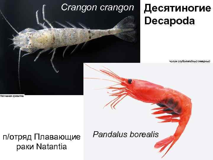 Crangon crangon Десятиногие Decapoda Чилим глубоководный северный Песчаная креветка п/отряд Плавающие раки Natantia Pandalus