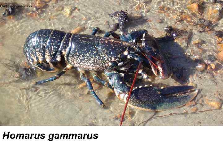 Омар европейский Homarus gammarus 